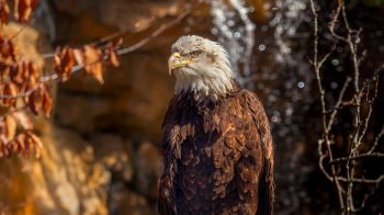 eagle, bird of prey, beak Wallpaper 1366x768