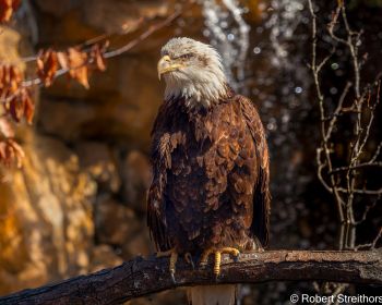 eagle, bird of prey, beak Wallpaper 1280x1024