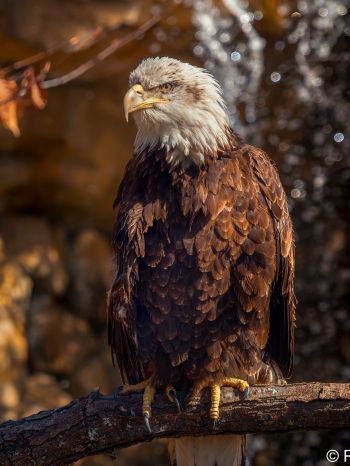 eagle, bird of prey, beak Wallpaper 1668x2224