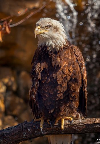 eagle, bird of prey, beak Wallpaper 1668x2388