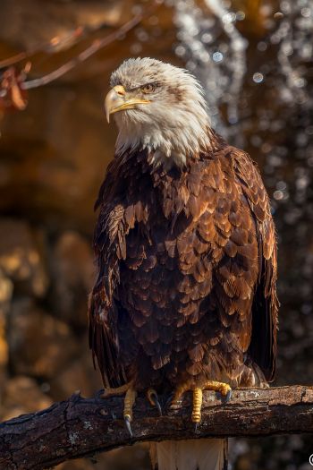 eagle, bird of prey, beak Wallpaper 640x960