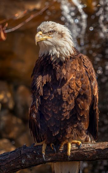 eagle, bird of prey, beak Wallpaper 1200x1920