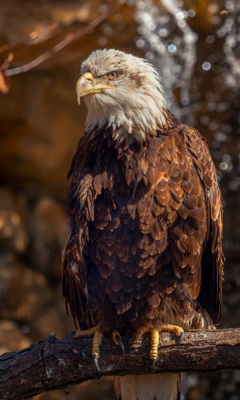 eagle, bird of prey, beak Wallpaper 1200x2000
