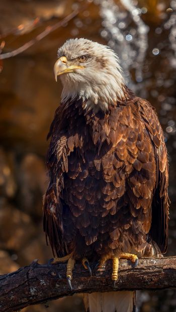 eagle, bird of prey, beak Wallpaper 640x1136