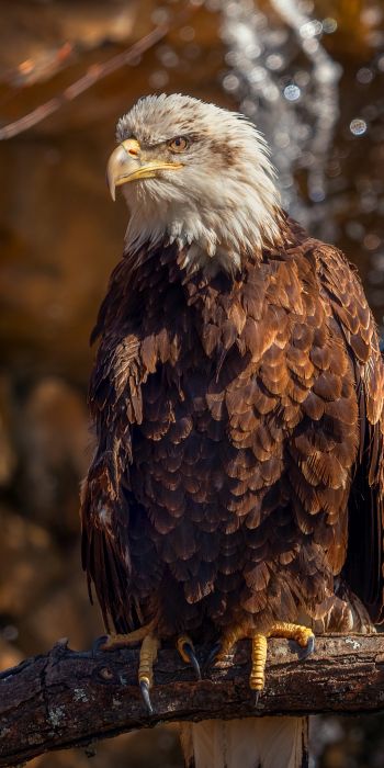 eagle, bird of prey, beak Wallpaper 720x1440