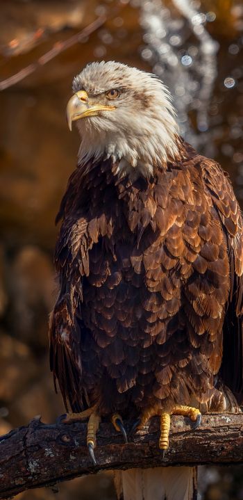 eagle, bird of prey, beak Wallpaper 1440x2960