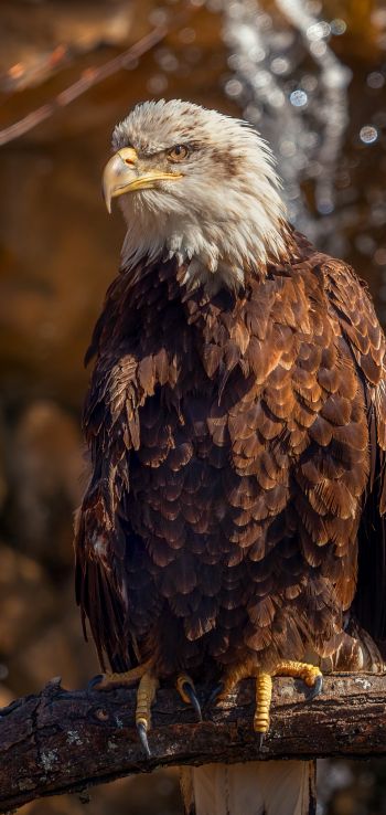 eagle, bird of prey, beak Wallpaper 1440x3040