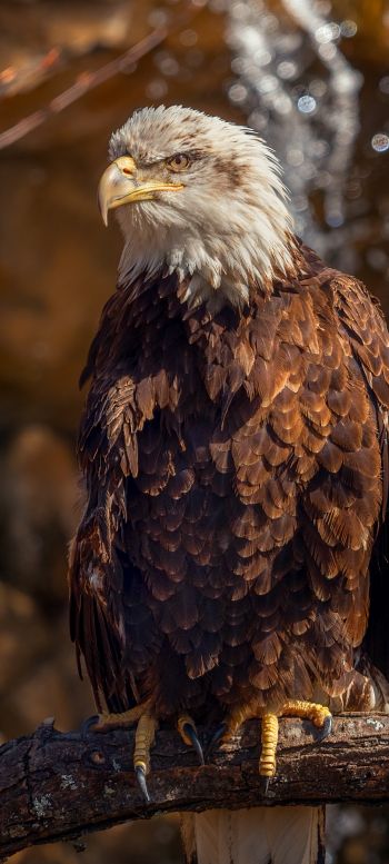 eagle, bird of prey, beak Wallpaper 1080x2400