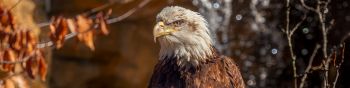 eagle, bird of prey, beak Wallpaper 1590x400