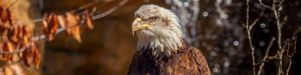 eagle, bird of prey, beak Wallpaper 1590x400