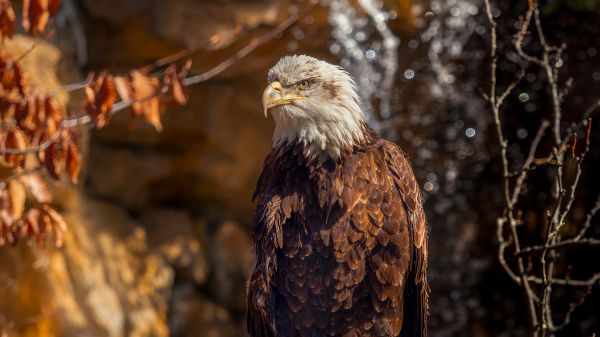 eagle, bird of prey, beak Wallpaper 2560x1440