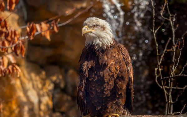 eagle, bird of prey, beak Wallpaper 2560x1600