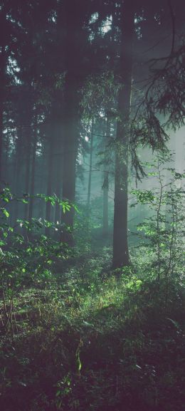forest, fog, green Wallpaper 1440x3200