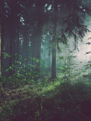 forest, fog, green Wallpaper 1668x2224
