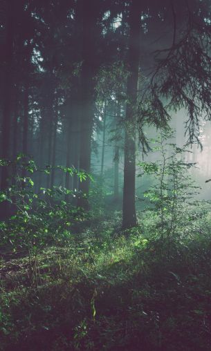 forest, fog, green Wallpaper 1200x2000