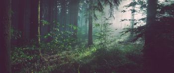 forest, fog, green Wallpaper 2560x1080