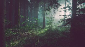 forest, fog, green Wallpaper 1600x900