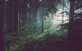 forest, fog, green Wallpaper 1920x1200