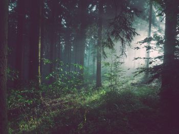 forest, fog, green Wallpaper 800x600