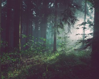 forest, fog, green Wallpaper 1280x1024