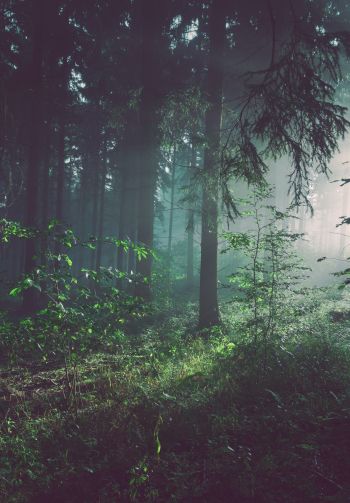 forest, fog, green Wallpaper 1640x2360