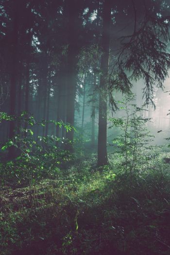 forest, fog, green Wallpaper 640x960