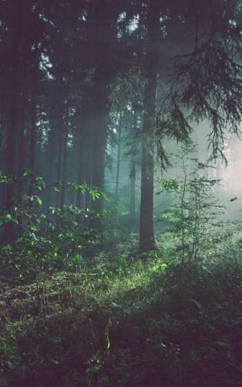 forest, fog, green Wallpaper 1752x2800