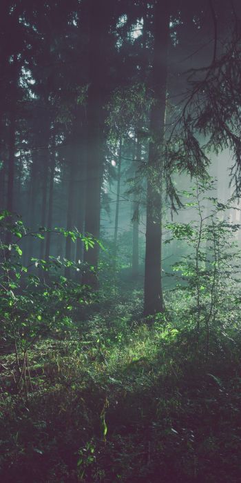 forest, fog, green Wallpaper 720x1440