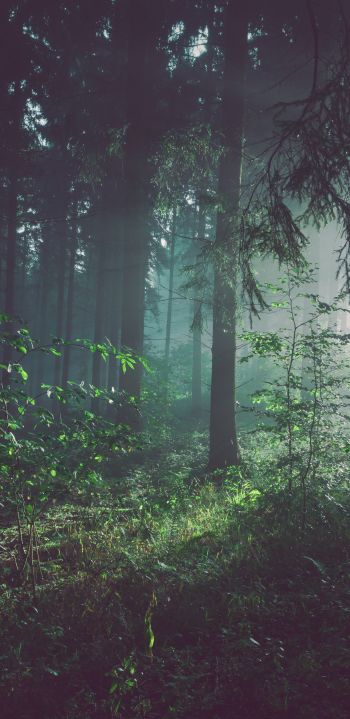 forest, fog, green Wallpaper 1080x2220
