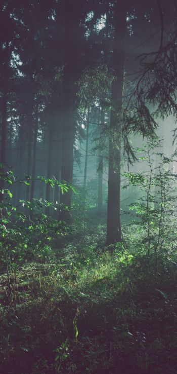 forest, fog, green Wallpaper 720x1520