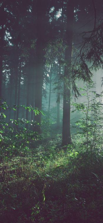 forest, fog, green Wallpaper 1080x2340