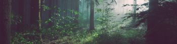 forest, fog, green Wallpaper 1590x400