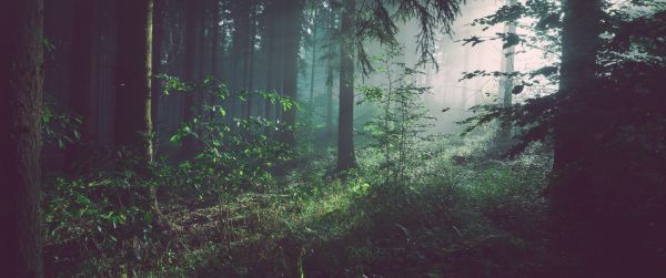 forest, fog, green Wallpaper 3440x1440