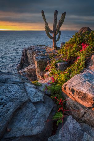 sea, shore, cactus Wallpaper 640x960