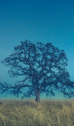 tree, field, sky Wallpaper 600x1024