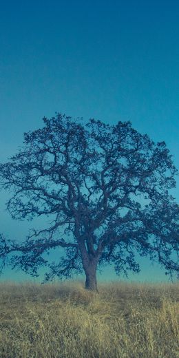 tree, field, sky Wallpaper 720x1440