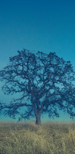 tree, field, sky Wallpaper 1440x2960