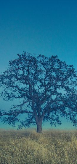 tree, field, sky Wallpaper 1080x2280