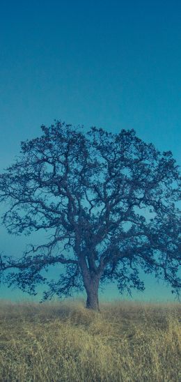 tree, field, sky Wallpaper 1440x3040