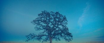 tree, field, sky Wallpaper 3440x1440