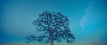 tree, field, sky Wallpaper 2560x1080