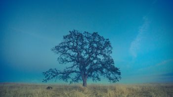 tree, field, sky Wallpaper 3840x2160