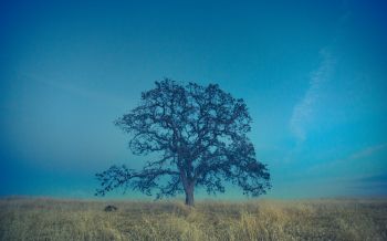 tree, field, sky Wallpaper 1920x1200