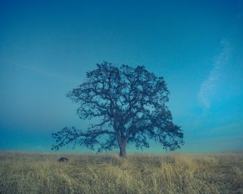 tree, field, sky Wallpaper 1280x1024