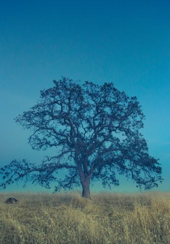 tree, field, sky Wallpaper 1668x2388