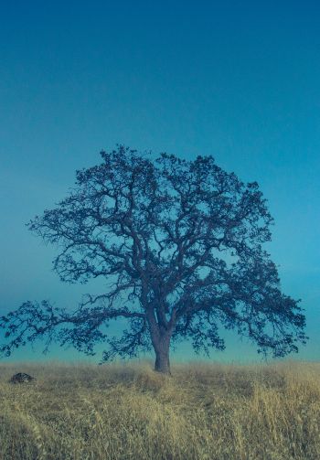 tree, field, sky Wallpaper 1640x2360