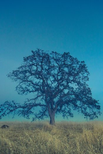 tree, field, sky Wallpaper 640x960
