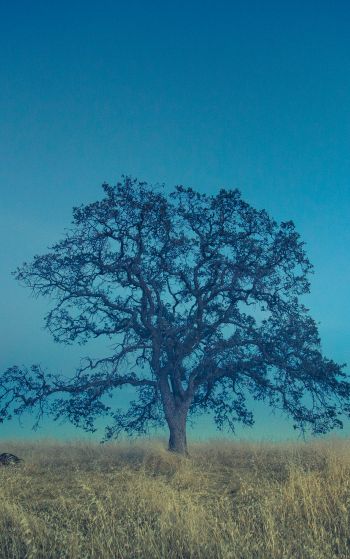 tree, field, sky Wallpaper 1752x2800