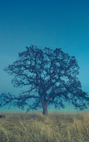 tree, field, sky Wallpaper 800x1280
