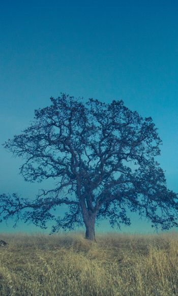 tree, field, sky Wallpaper 1200x2000